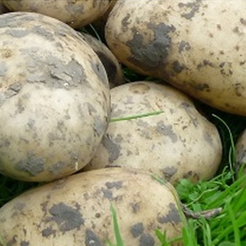 Main Crop Potatoes