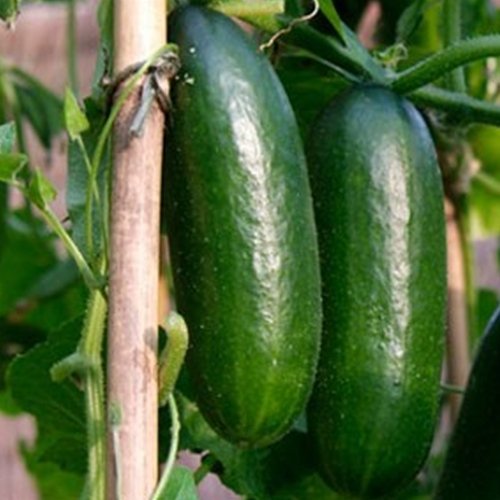 Greenhouse Crops