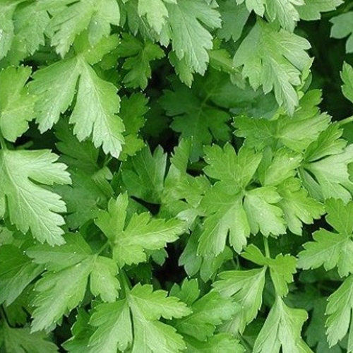 Organic Herb Seeds