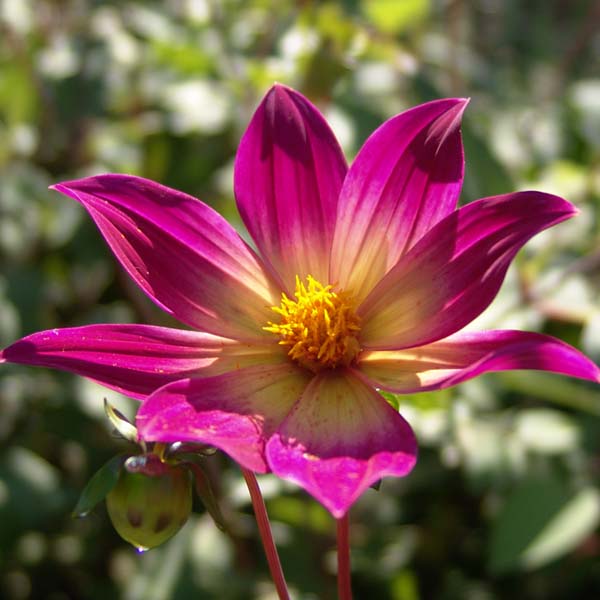 Organic Flower Bulbs Organic Flower Bulbs