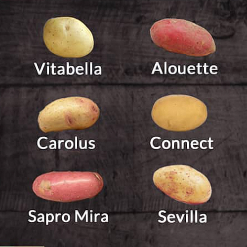 Blight Resistant Potatoes