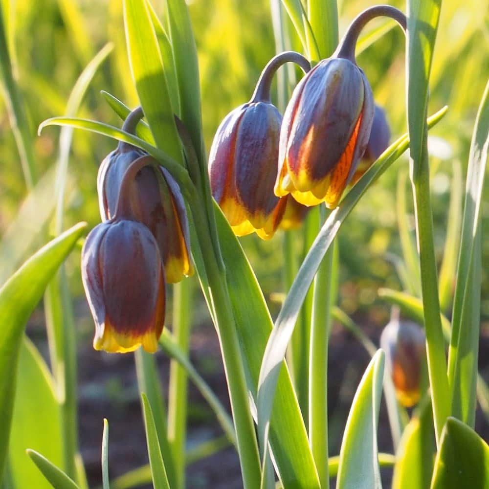 Other Organic Flower Bulbs
