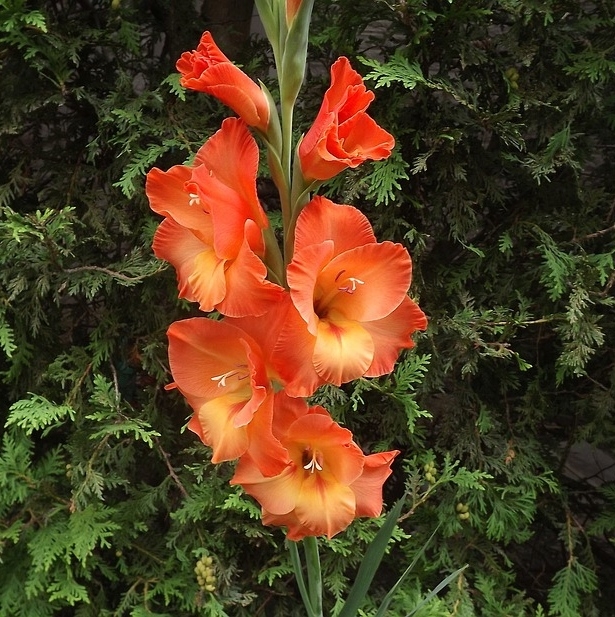 Organic Gladioli Bulbs