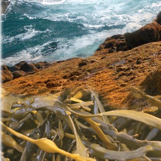 Seaweed Fertilizers & Feeds