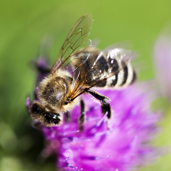 Seeds for Bees & Pollinators