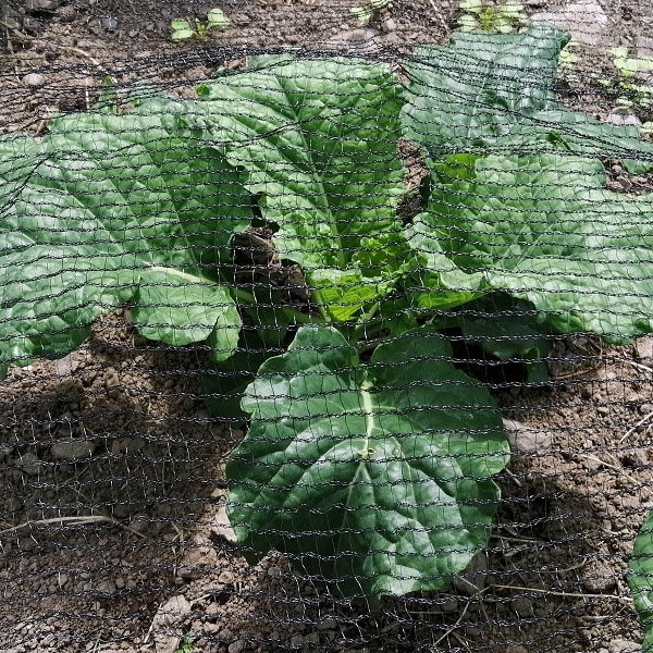 Nets & Crop Covers