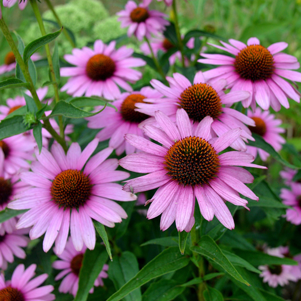 Other Organic Flower Bulbs