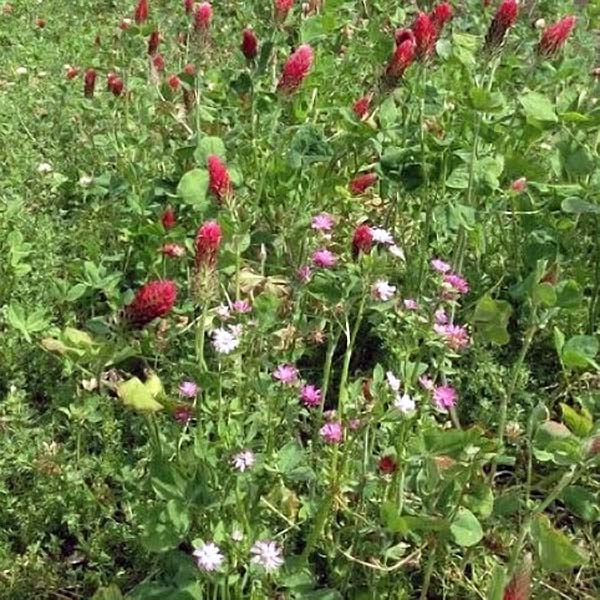 Cover Crops for Organic Farming