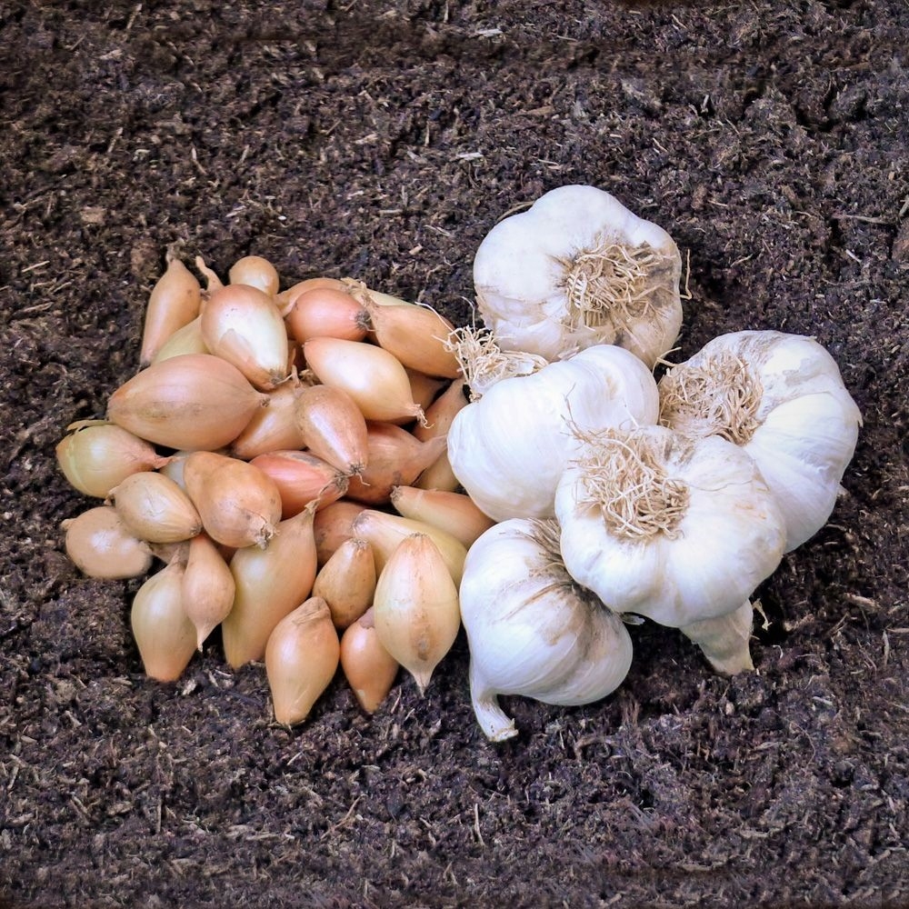 Organic Garlic, Onion Sets & Shallots  