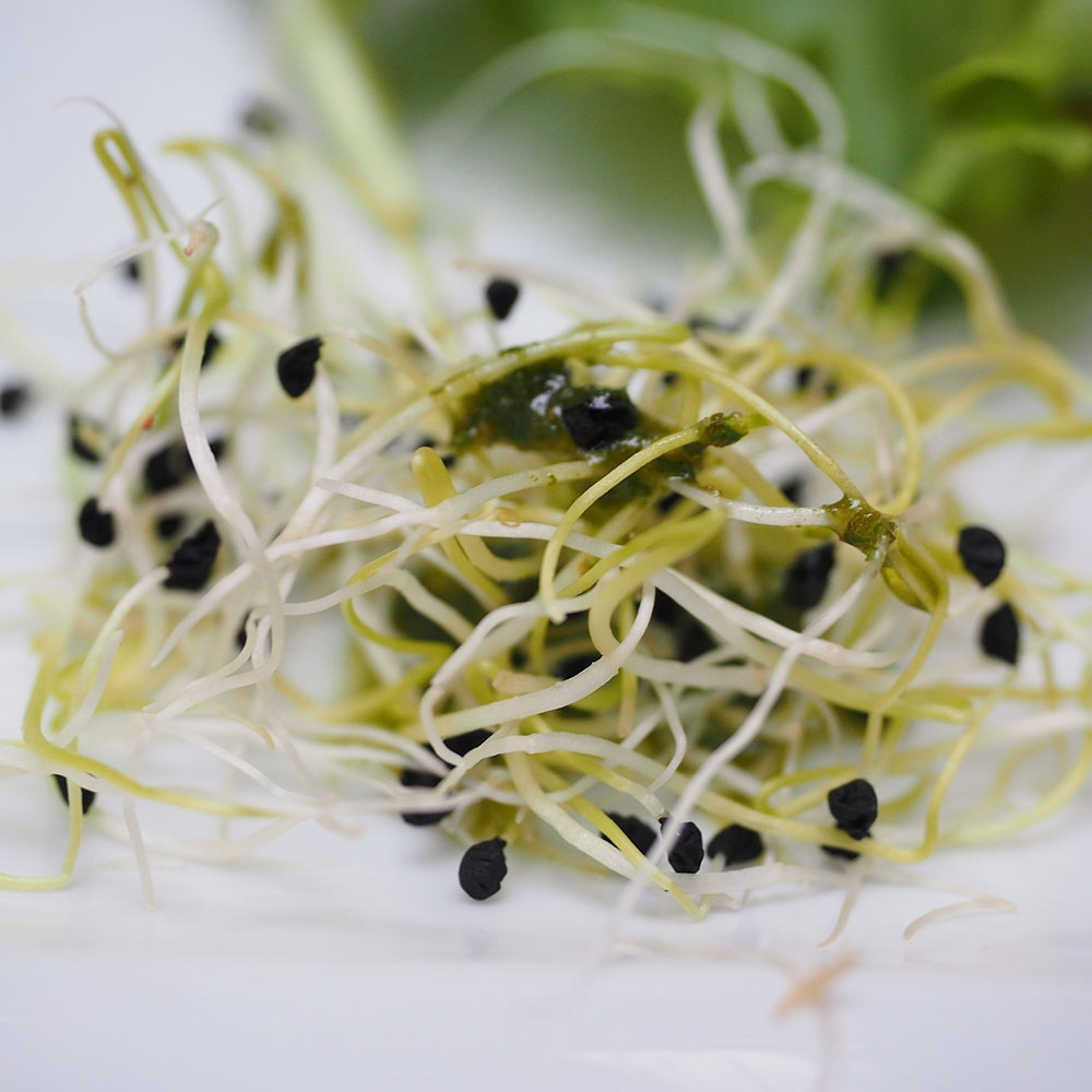 Organic Sprouting & Microgreen Seeds