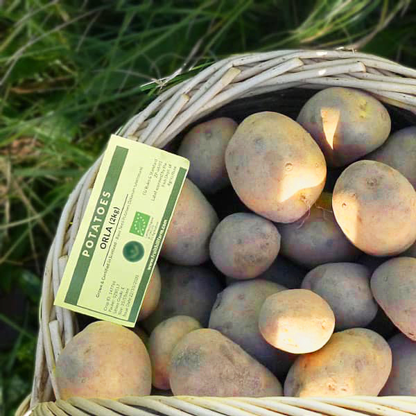 Second Early Potatoes