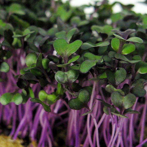 Microgreen Seeds & Supplies