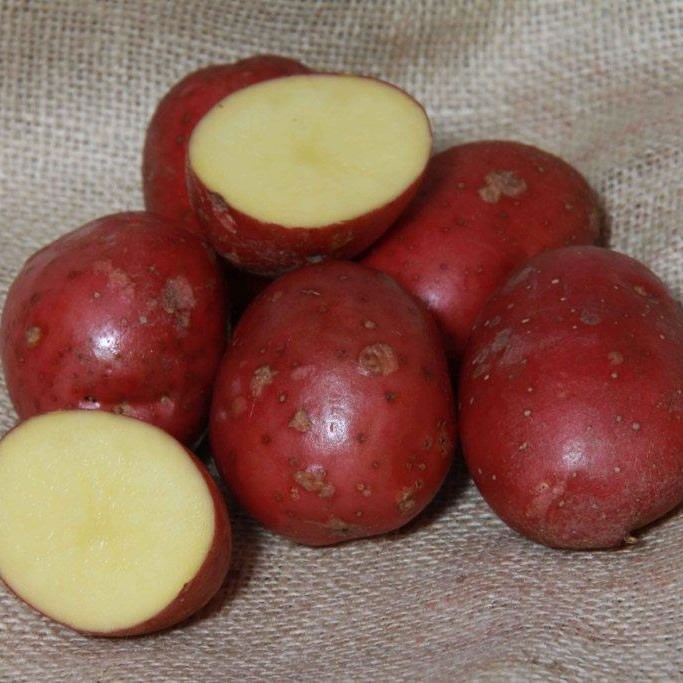Red (and Purple) Potatoes