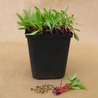 Pink Beet for microgreens