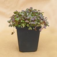 Organic Red Mizuna Microgreens