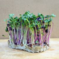 RADISH MIX FOR SPROUTING & MICROGREENS ORGANIC