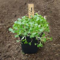 Organic Pak Choi Microgreens