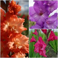Organic Gladiolus Mix, three varieties of purple, orange, pink. Bee friendly flowers.