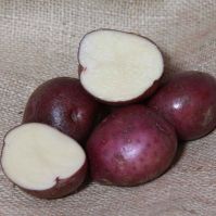 Arran Victory Organic Seed Potatoes