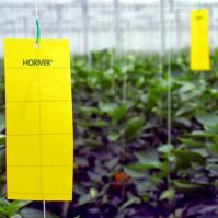 Sticky Traps Monitoring Pests
