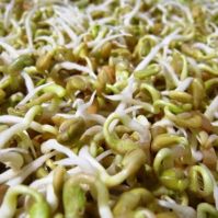 Fenugreek for Sprouting & Microgreens Organic