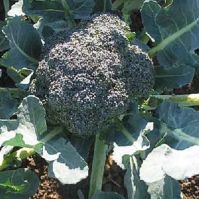 Organic Broccoli Green Calabrese seeds