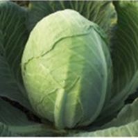 Organic White Cabbage Dowinda