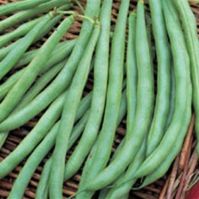 Organic Dwarf French Bean Cupidon 