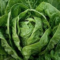 Cos Lettuce Little Gem Organic Seeds