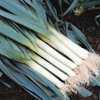 Organic Leek Blue Green Winter Avano 