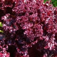 Organic Lettuce Lollo Rossa Seeds