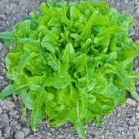 Organic Lettuce Till Seeds
