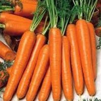 Robila Carrot Seed Organic