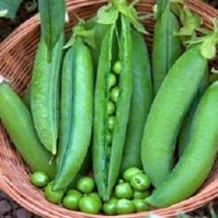 Organic Pea Kelvedon Wonder