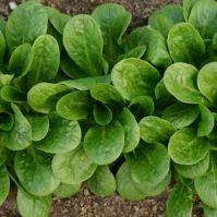 Organic Cornsalad Elan