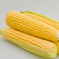 Organic Sweetcorn Damaun Early