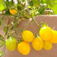Organic Tomato Yellow Submarine 
