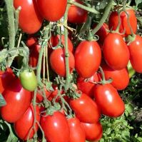Organic Tomato San Marzano