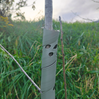 eco tree guard on tree