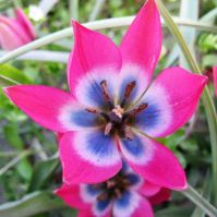 tulip with bright pink flowers