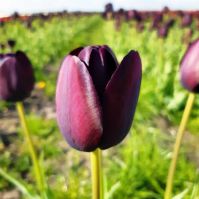 Queen of Night 
deep black tulip 
Organic Tulip