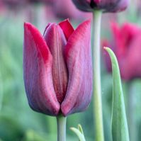 Organic Tulip RONALDO 
 deep crimson