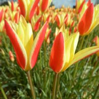 Tulip has pointed petals