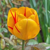 Organic Tulip 'Freedom Flame'