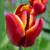 organic tulip Abu Hassan