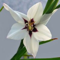Stern-Gladioli are a whit and purple start flower