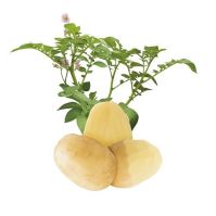 acoustic seed potatoes Ireland