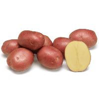 agostino seed potatoes 