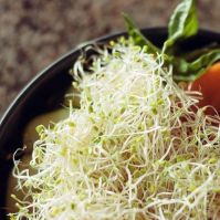 ALFALFA SEED FOR SPROUTING ORGANIC
