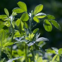 Medicago Sativa Seed
